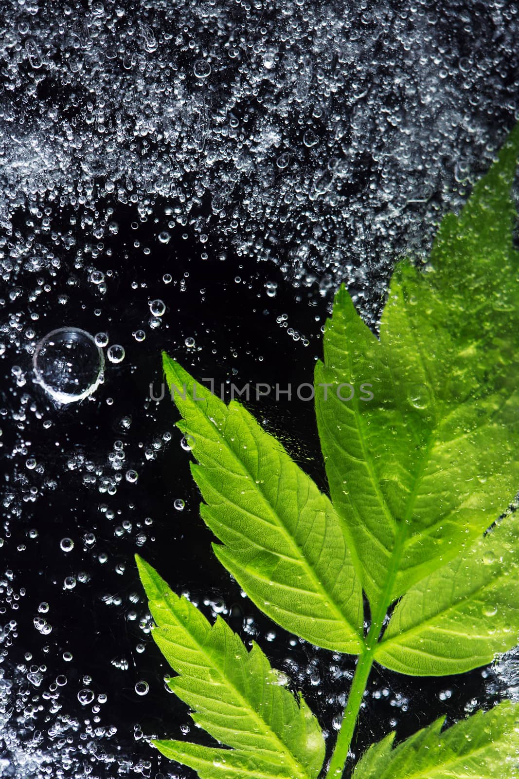 Green leaf in frozen water under ice surface against black background