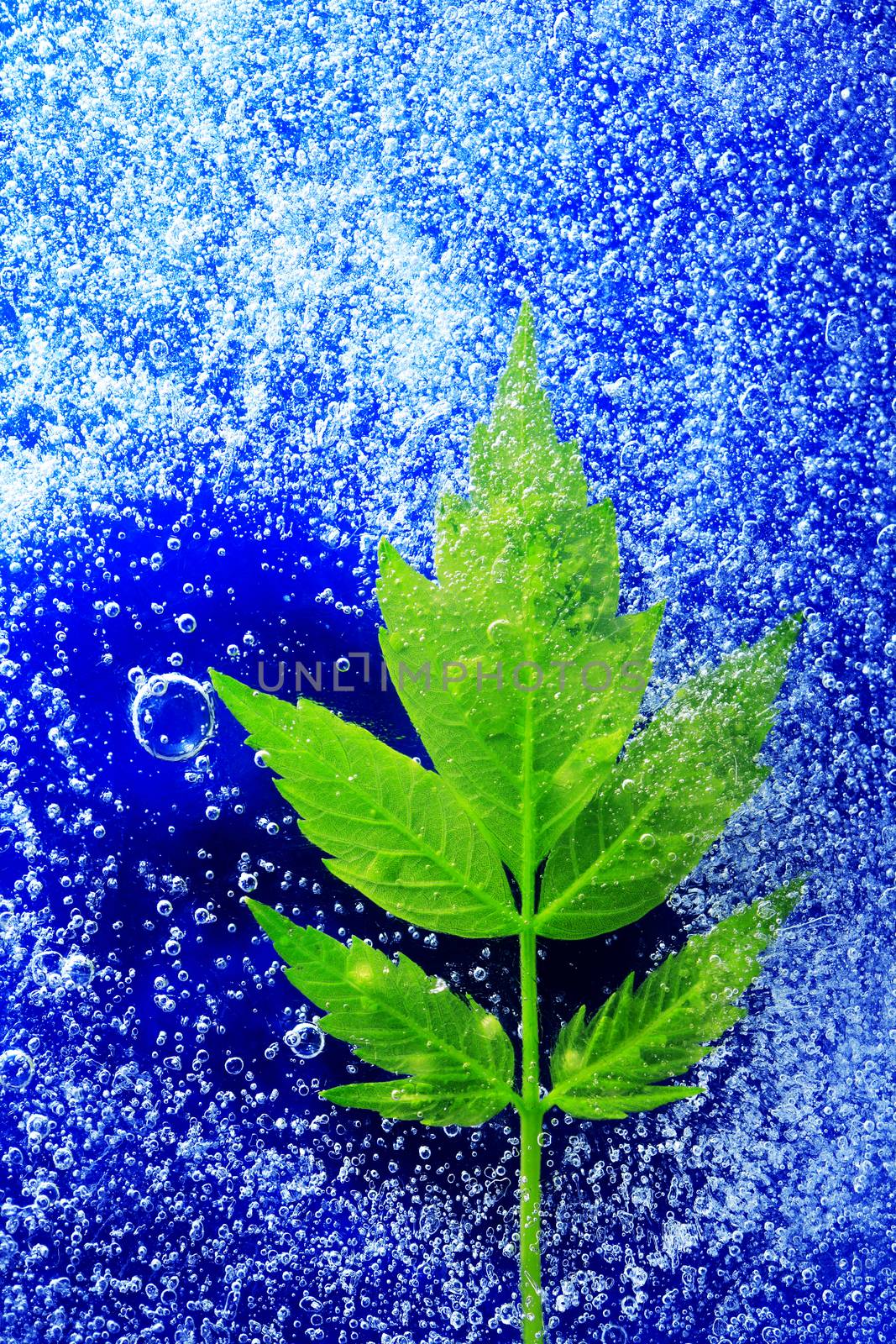 Green leaf in frozen water under ice surface against blue background