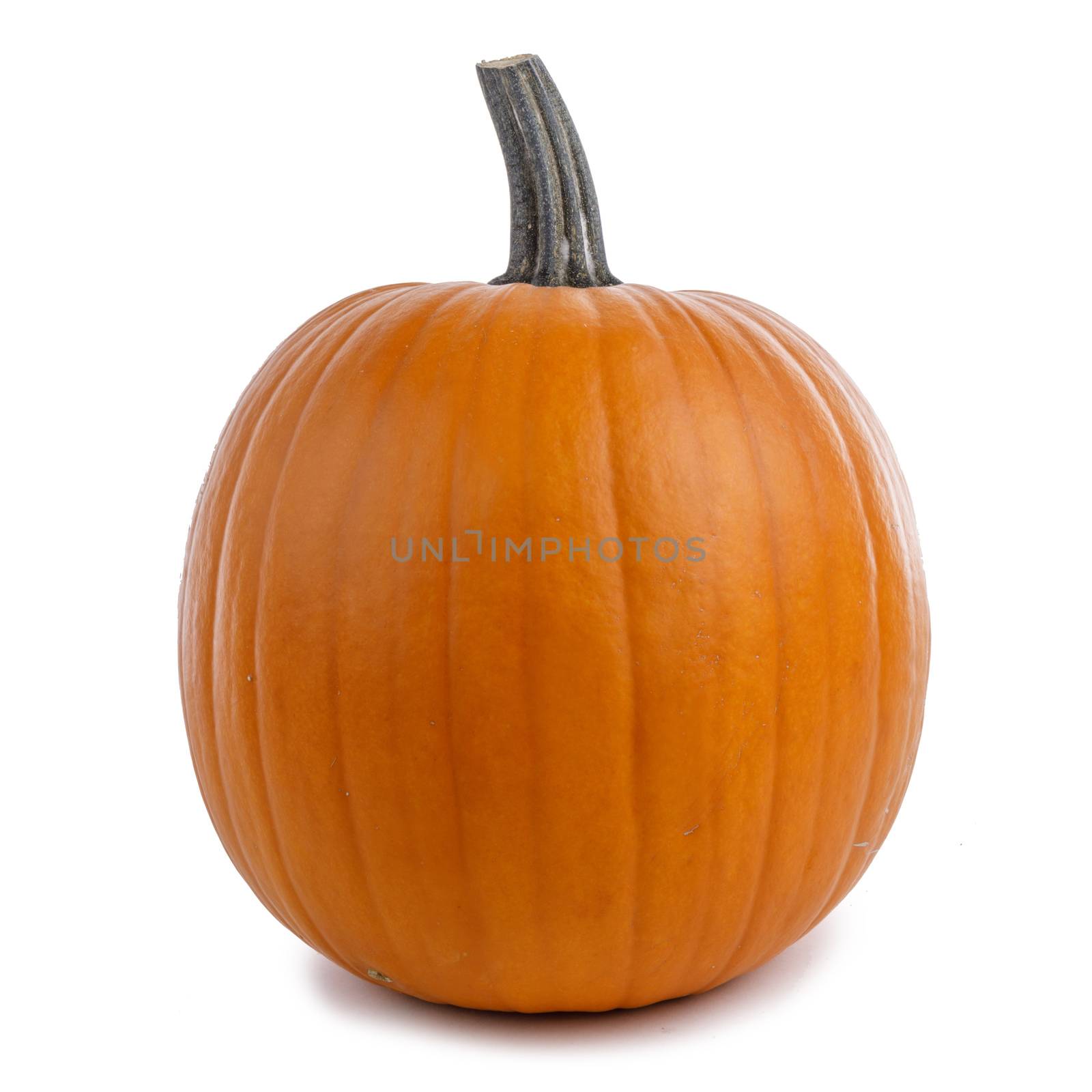 One perfect orange pumpkin isolated on white background , Halloween concept