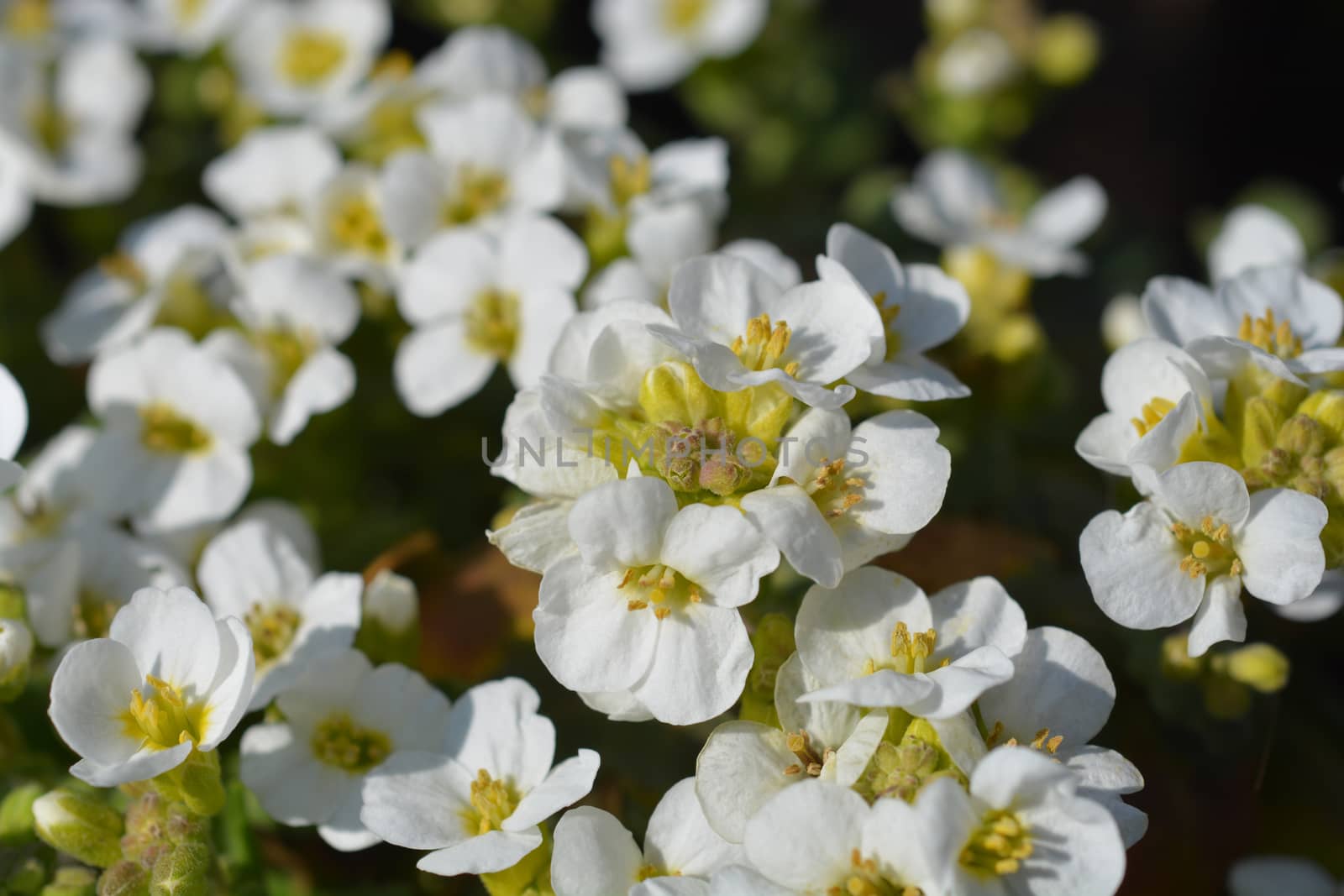 Mountain rock cress Schneehaube by nahhan