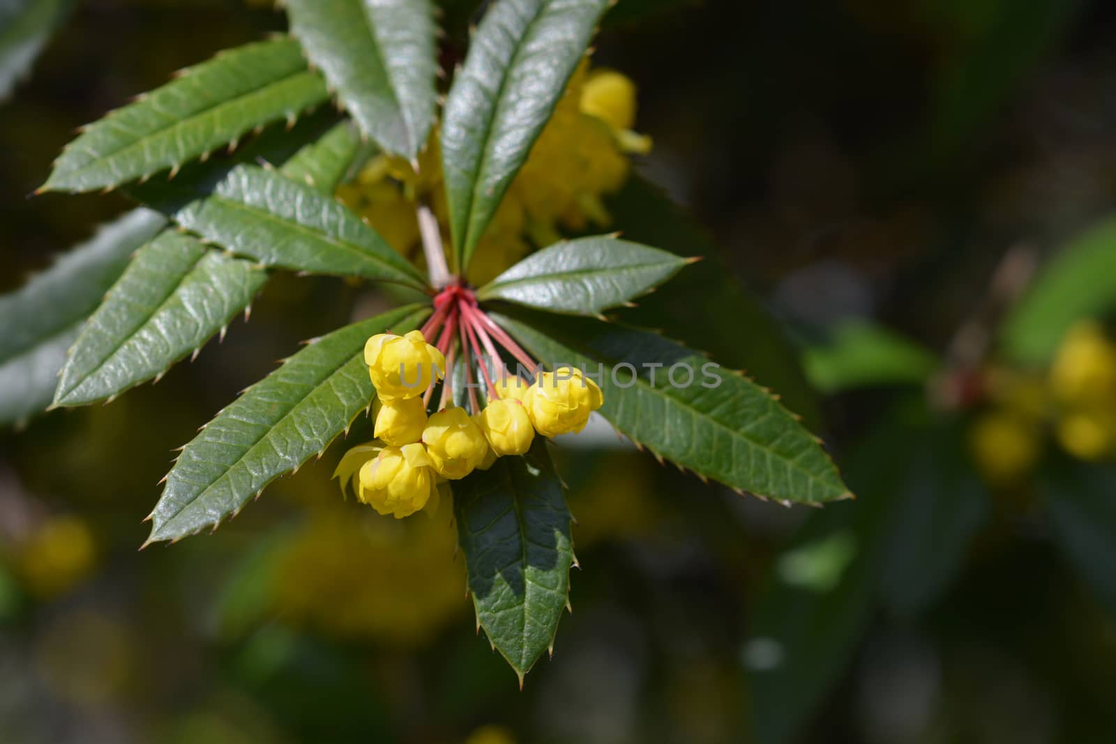 Wintergreen barberry - Latin name - Berberis julianae