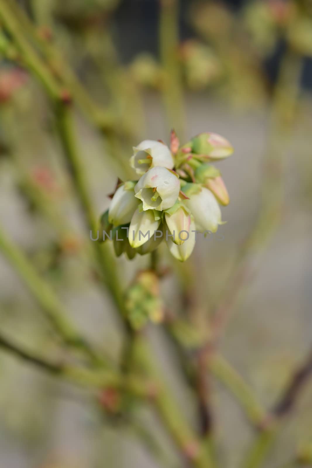 Highbush blueberryÊ- Latin name - Vaccinium corymbosum Blueray