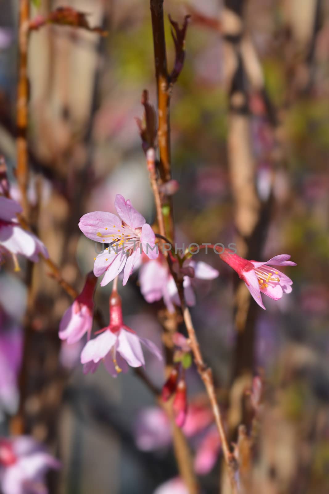 Okame Flowering Cherry by nahhan