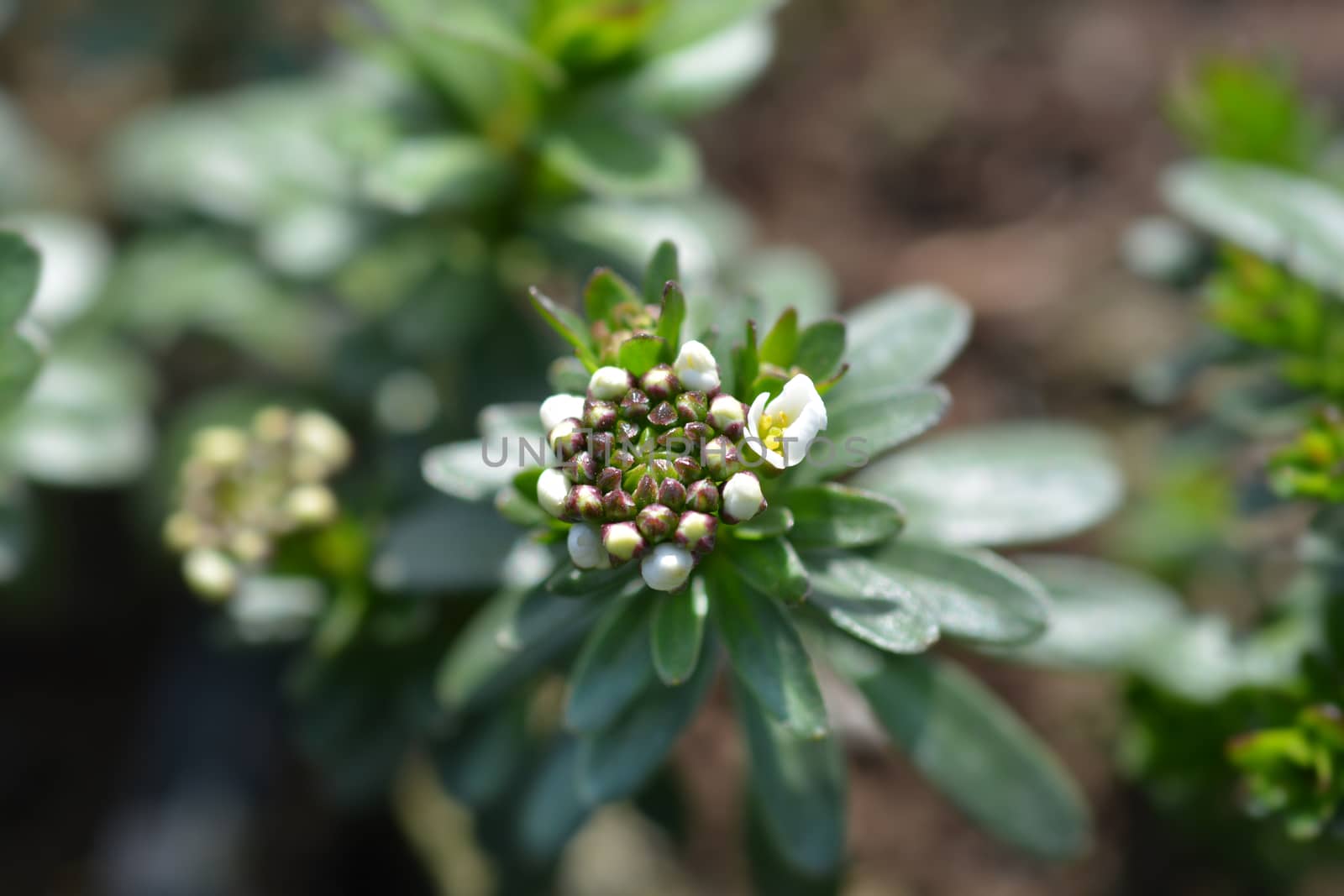 Evergreen candytuft Schneeflocke - Latin name - Iberis sempervirens Schneeflocke