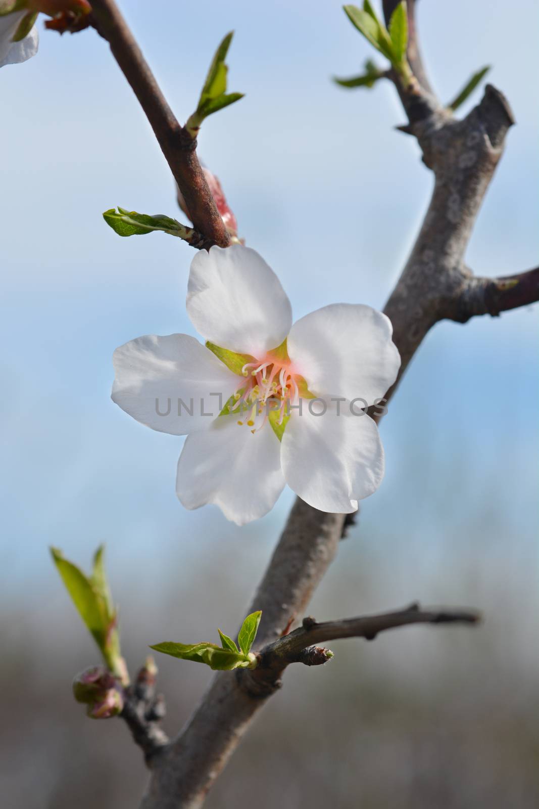 Almond flower - Latin name - Prunus dulcis (syn. Prunus amygdalus)