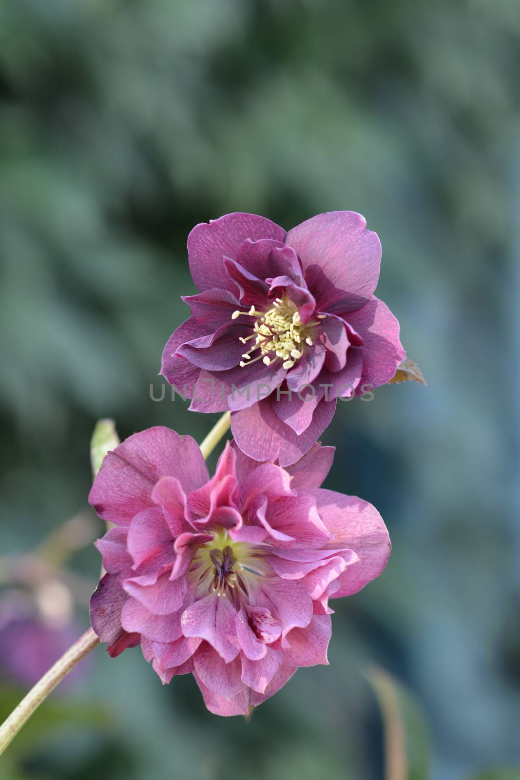 Double Ellen Red Lenten rose - Latin name - Helleborus orientalis Double Ellen Red