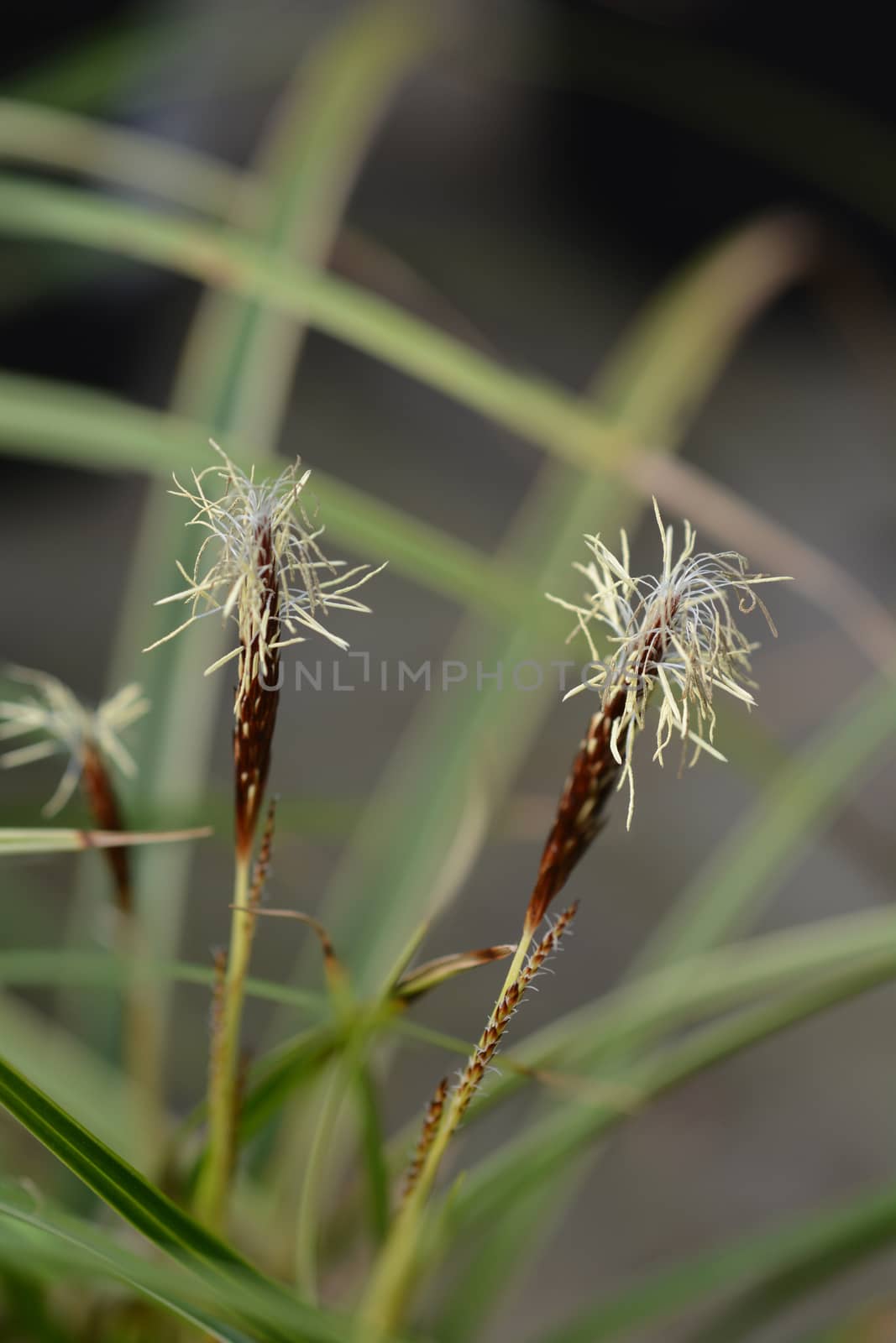 Japanese Sedge Variegata - Latin name - Carex morrowii Variegata