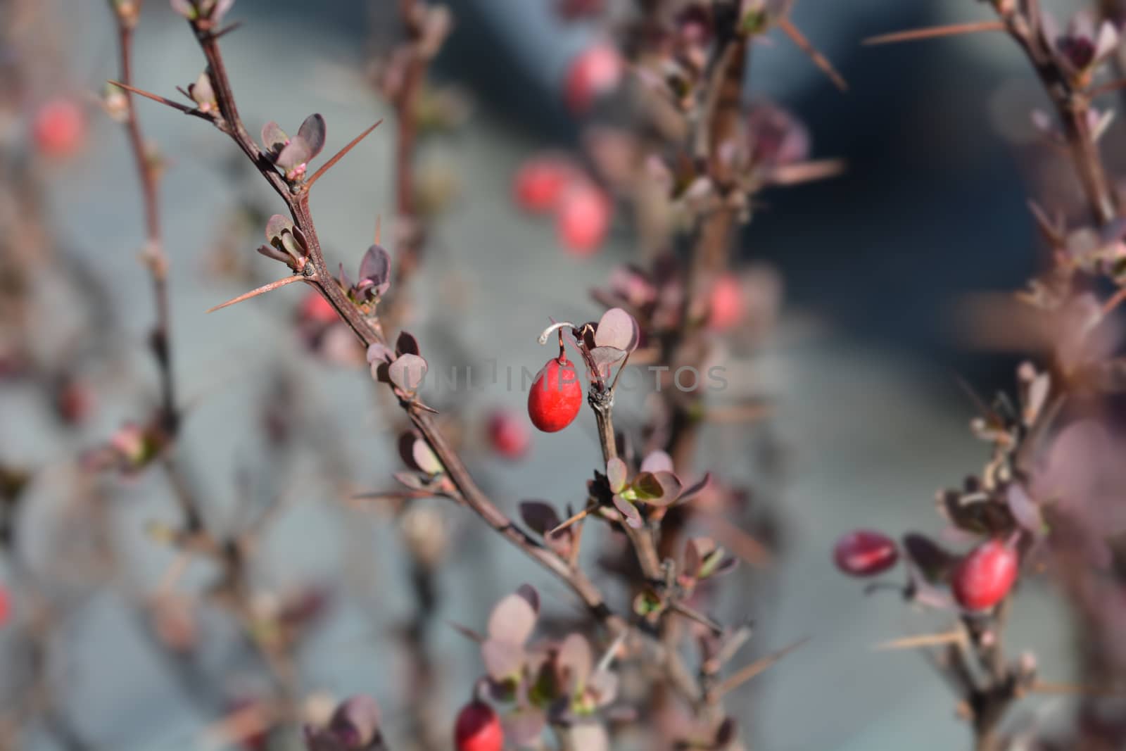 Japanese barberry Red Rocket - Latin name - Berberis thunbergii Red Rocket