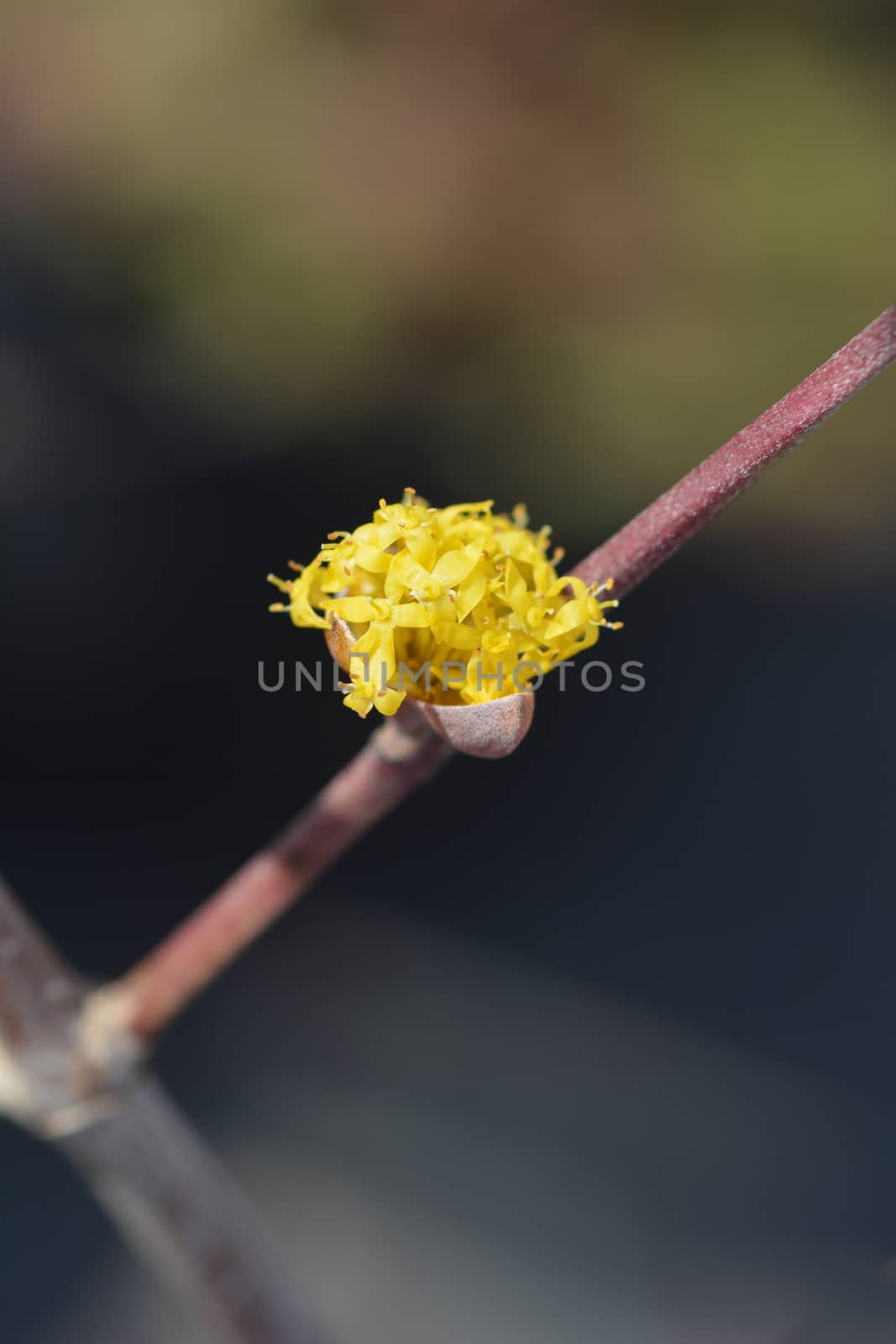 Cornelian cherry - Latin name - Cornus mas