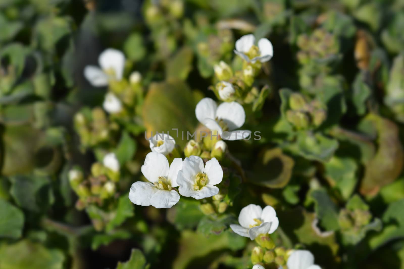 Mountain rock cress Schneehaube - Latin name - Arabis alpina subsp. caucasica Schneehaube (Arabis alpina Snowcap)