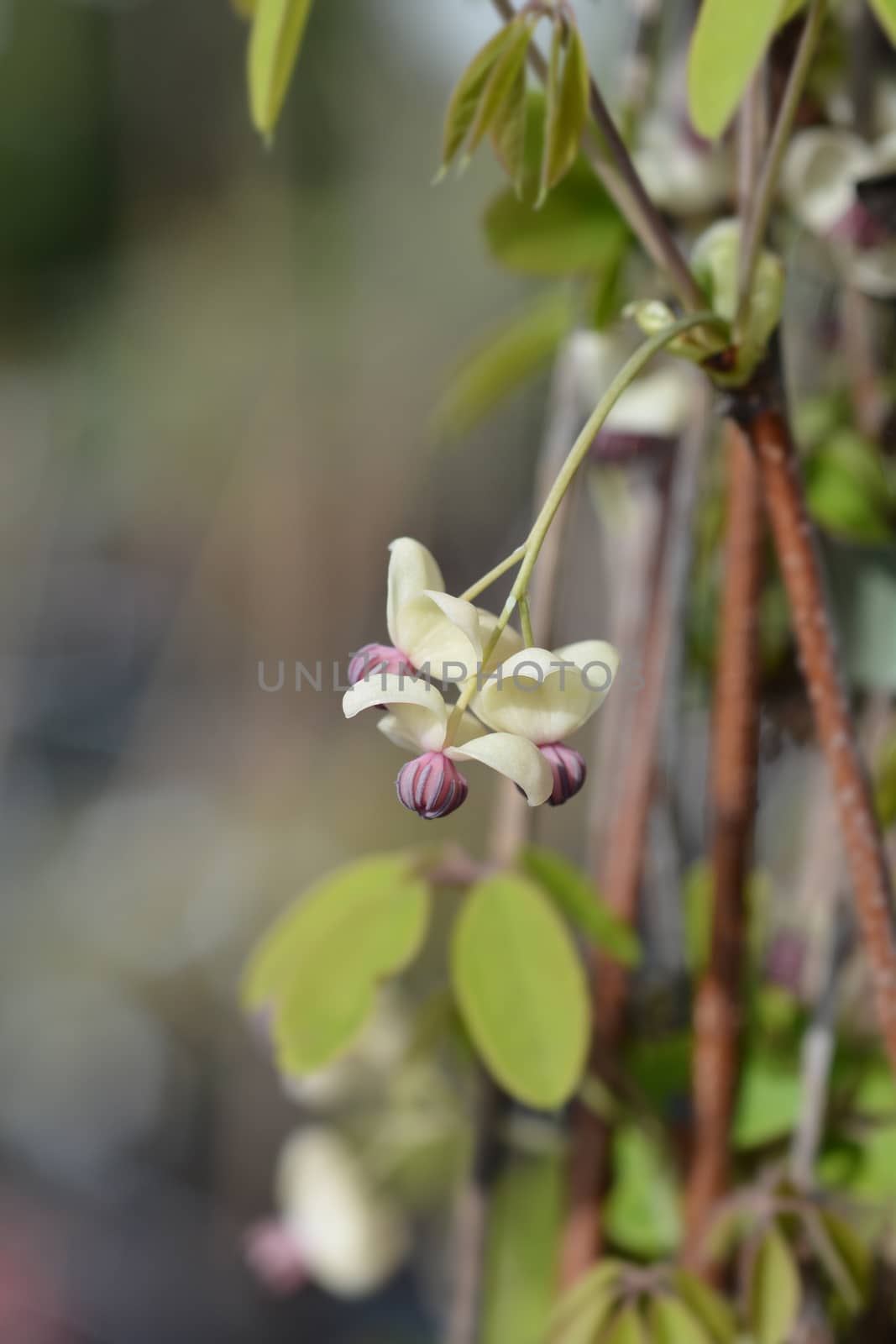 Five-leaf akebia Silver Bells by nahhan