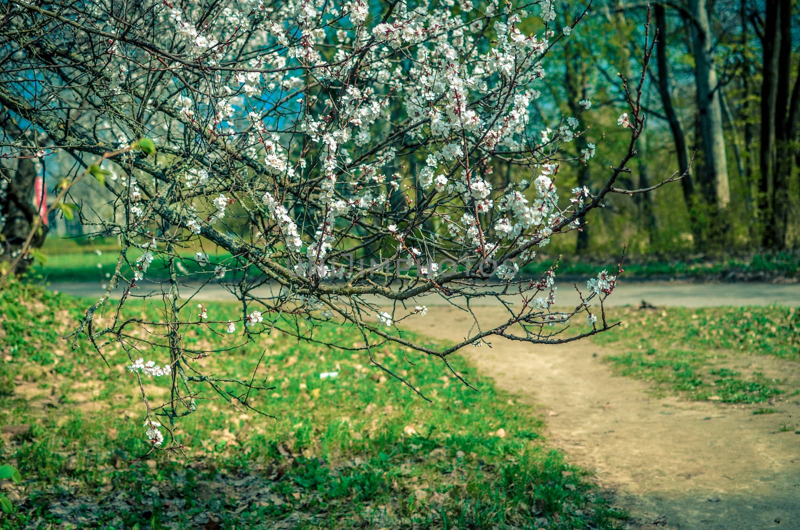 Apricot tree in white bloom spring time