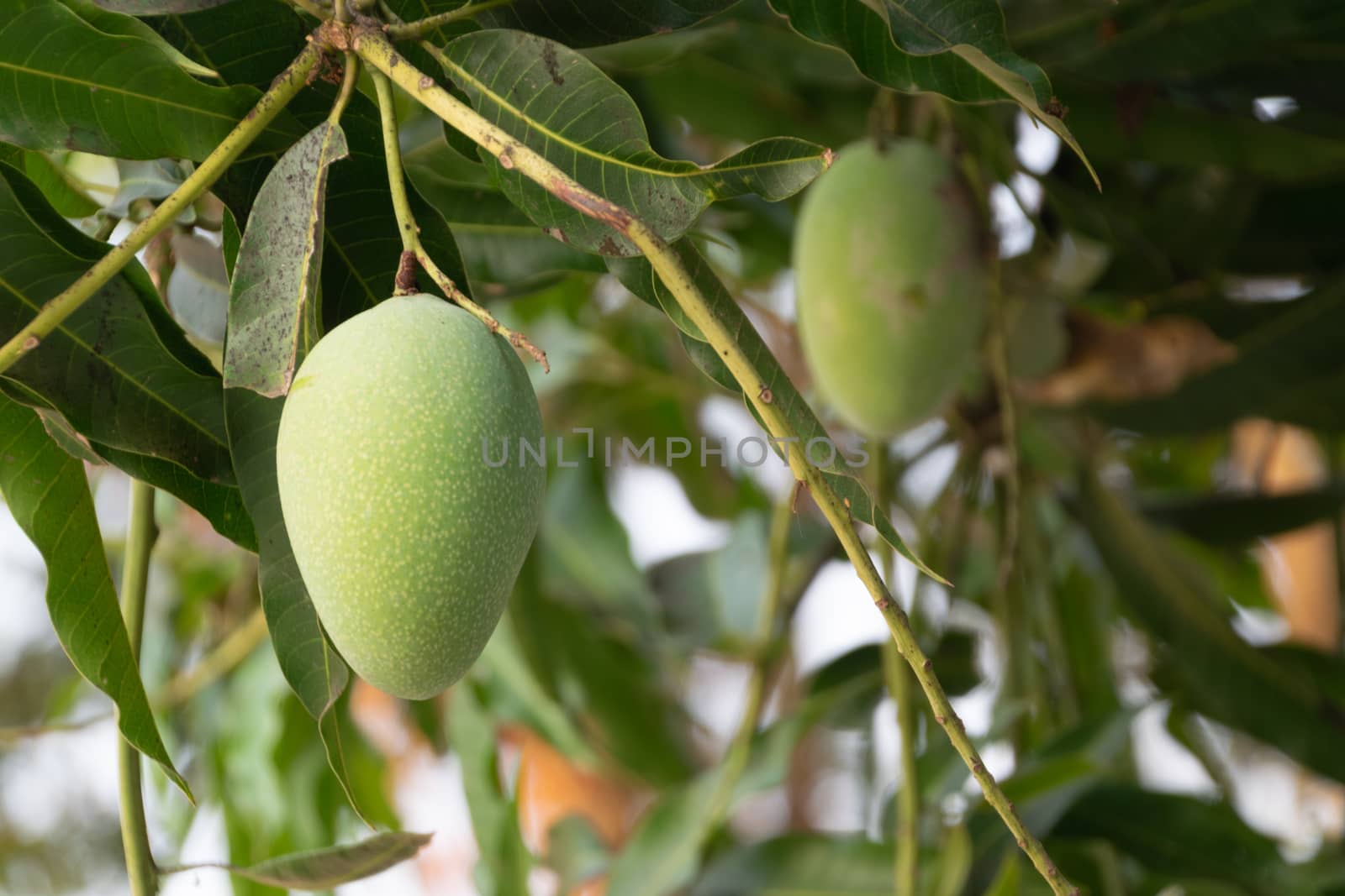 Close up of the mango fruit in the garden.