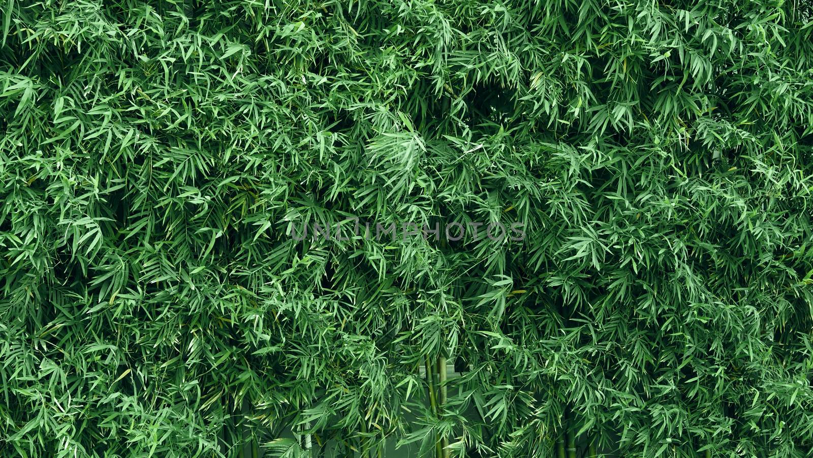 Bamboo tree green color fresh leaf for background by gnepphoto
