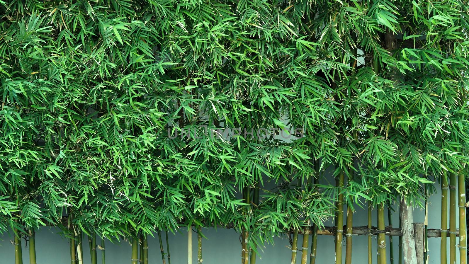 Bamboo tree which green color fresh leaf and light brown for body and beautiful pattern for background or decoration outdoor architecture building and can use for natural private fence in house.