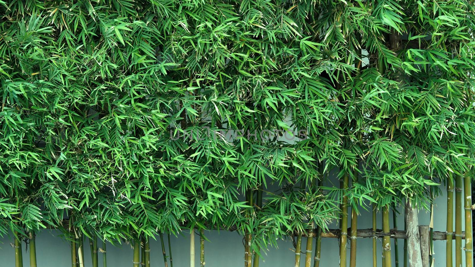 Bamboo tree which green color fresh leaf and light brown for body and beautiful pattern for background or decoration outdoor architecture building and can use for natural private fence in house.