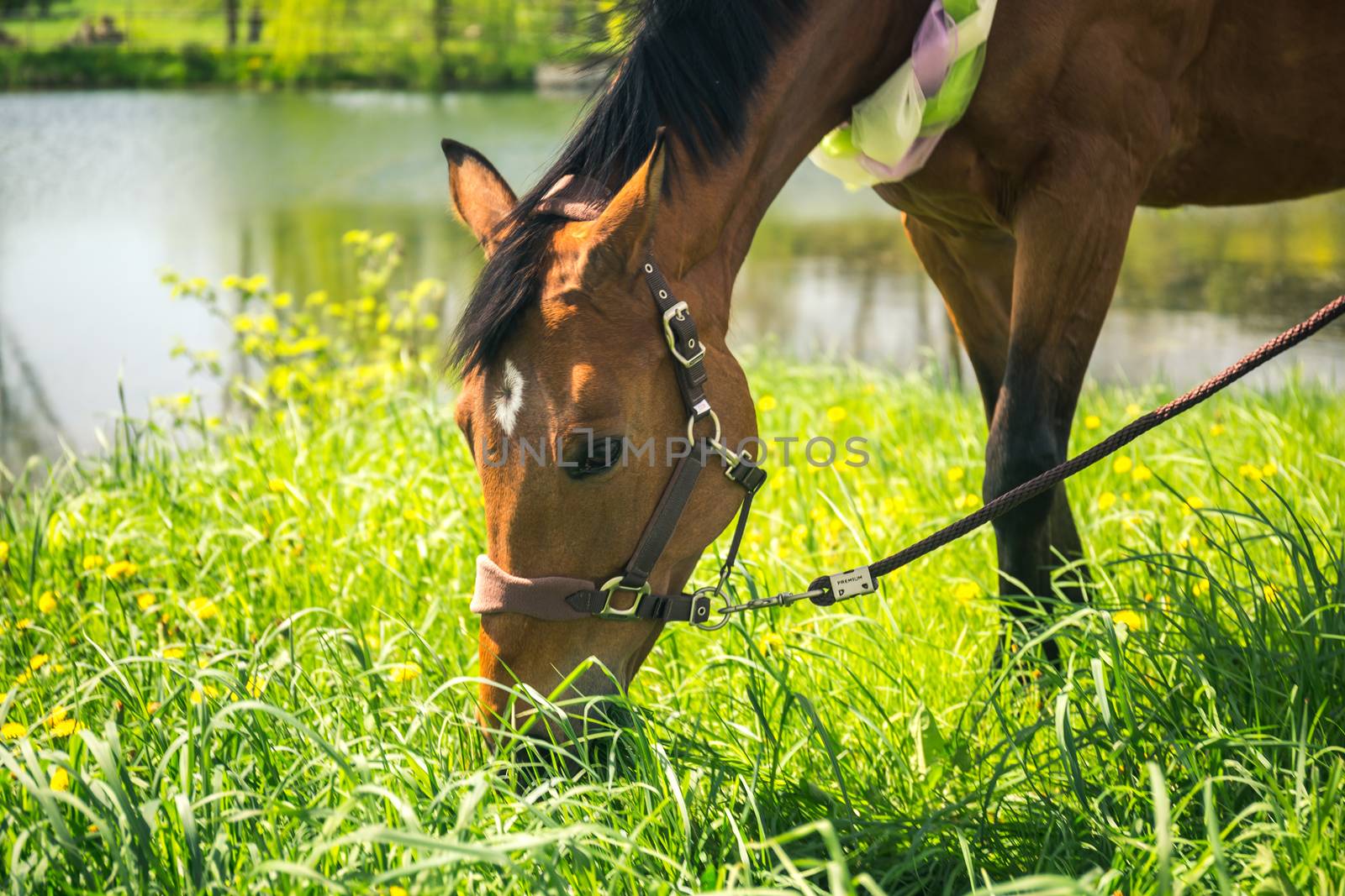 Brown horse with decoratice wreath collar as wedding gift in the summer.