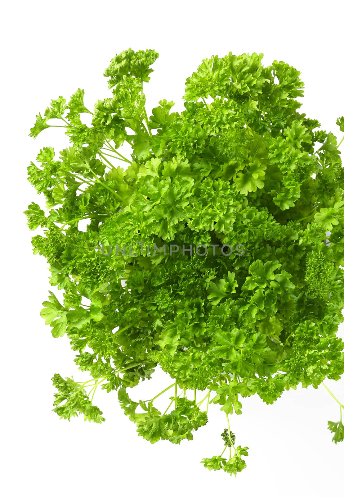 Fresh green parsley by Digifoodstock