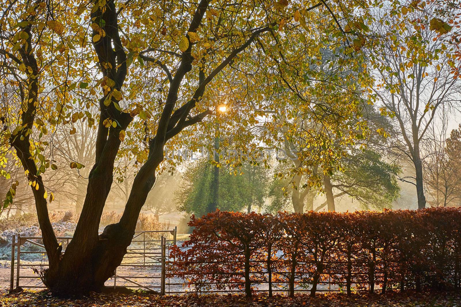 Beautiful morning sunshine in an autumn morning