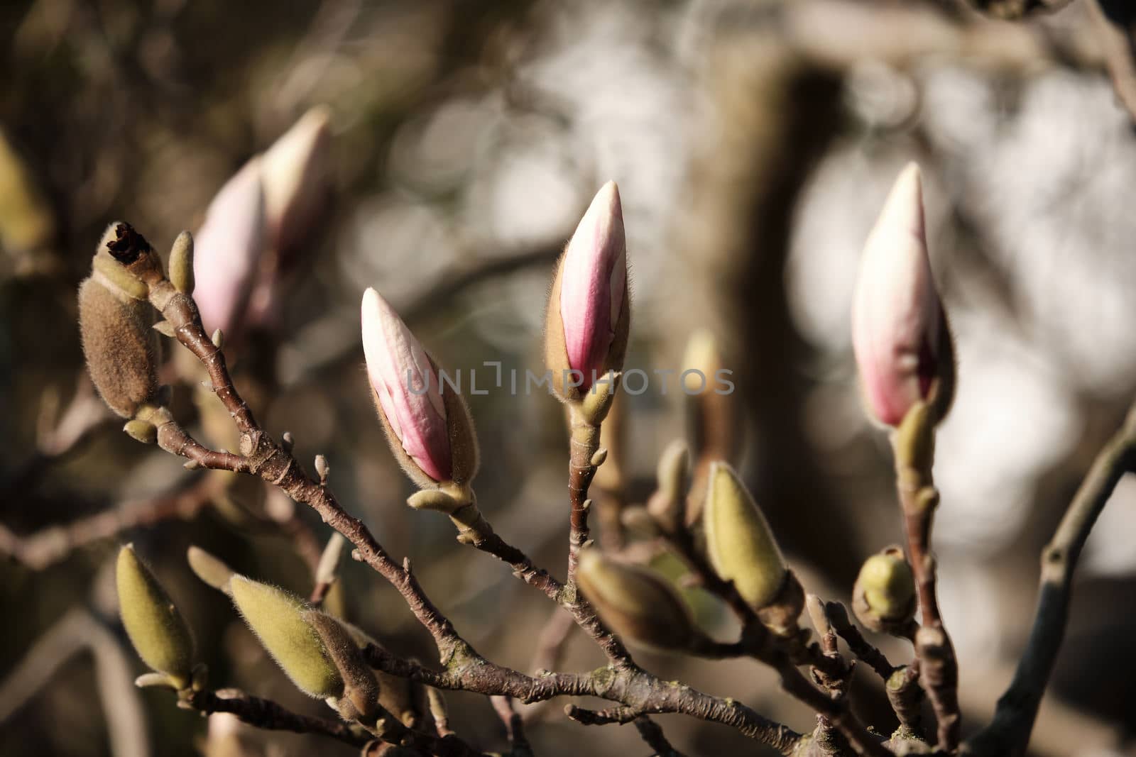 Beautiful pink Magnolia bulbs seen in spring.