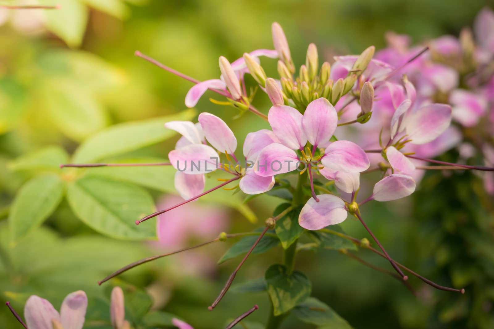 The background image of the colorful flowers, background nature