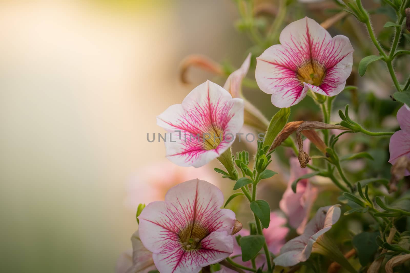 The background image of the colorful flowers, background nature