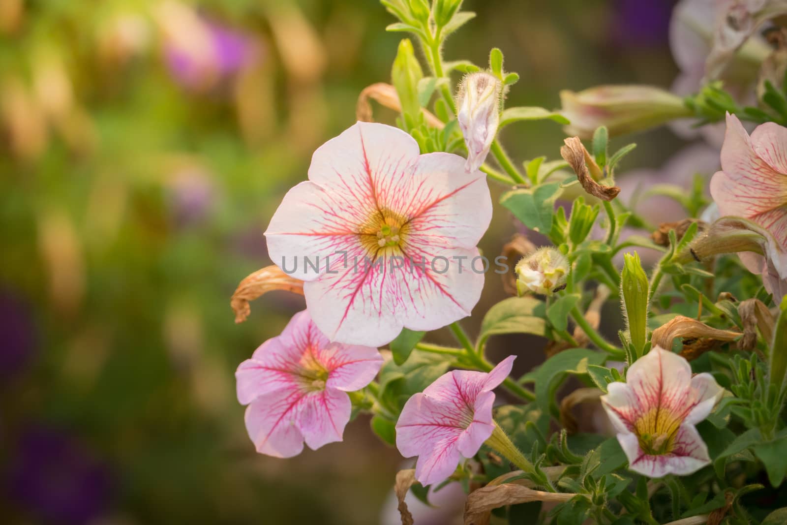 The background image of the colorful flowers, background nature