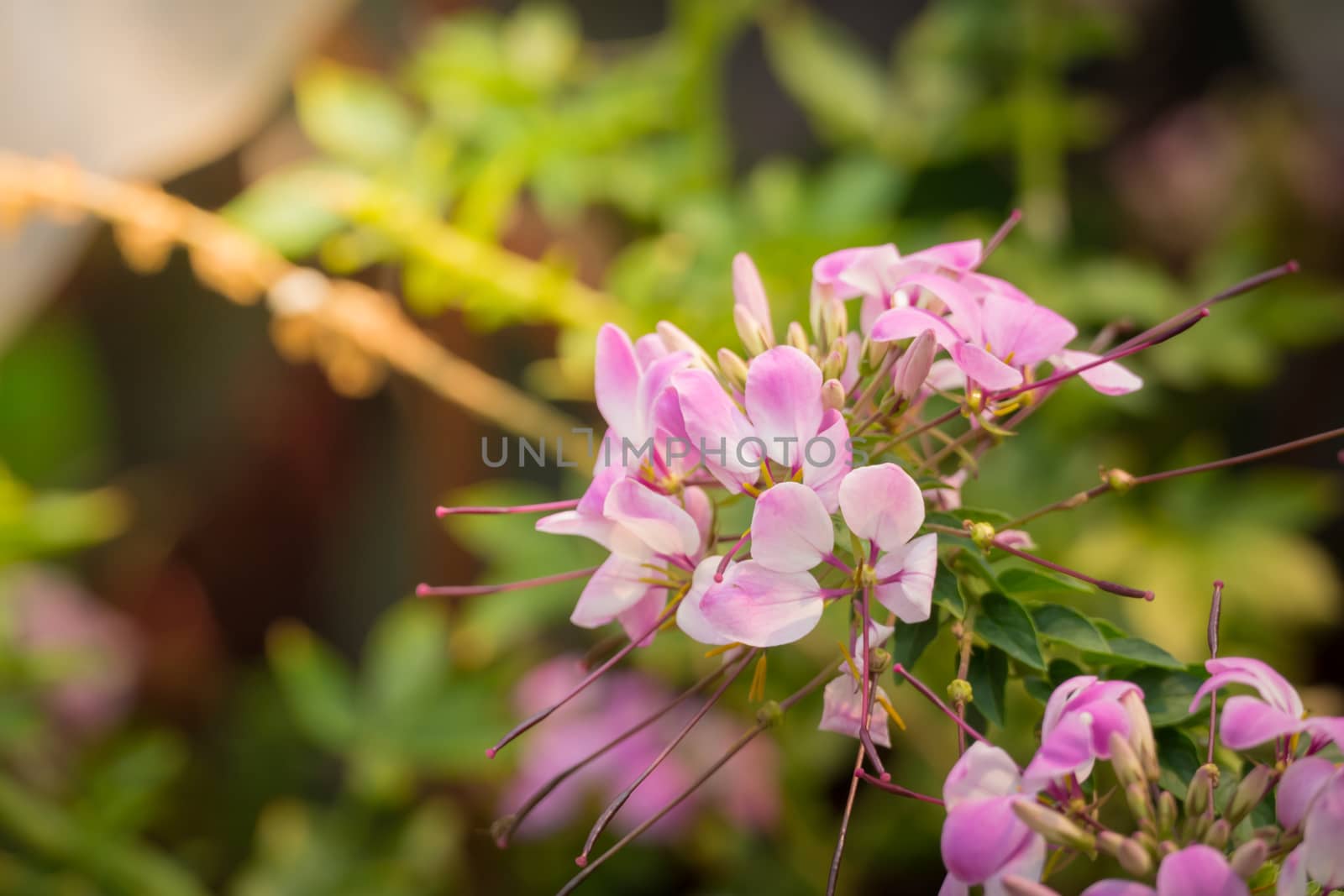 The background image of the colorful flowers, background nature