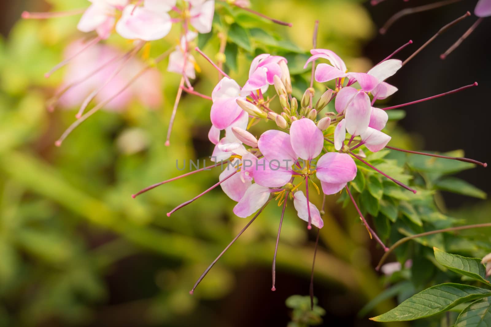 The background image of the colorful flowers, background nature