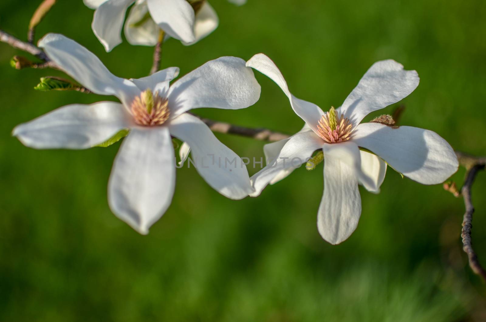 Closeup of white magnolia flower. natural floral spring by kimbo-bo