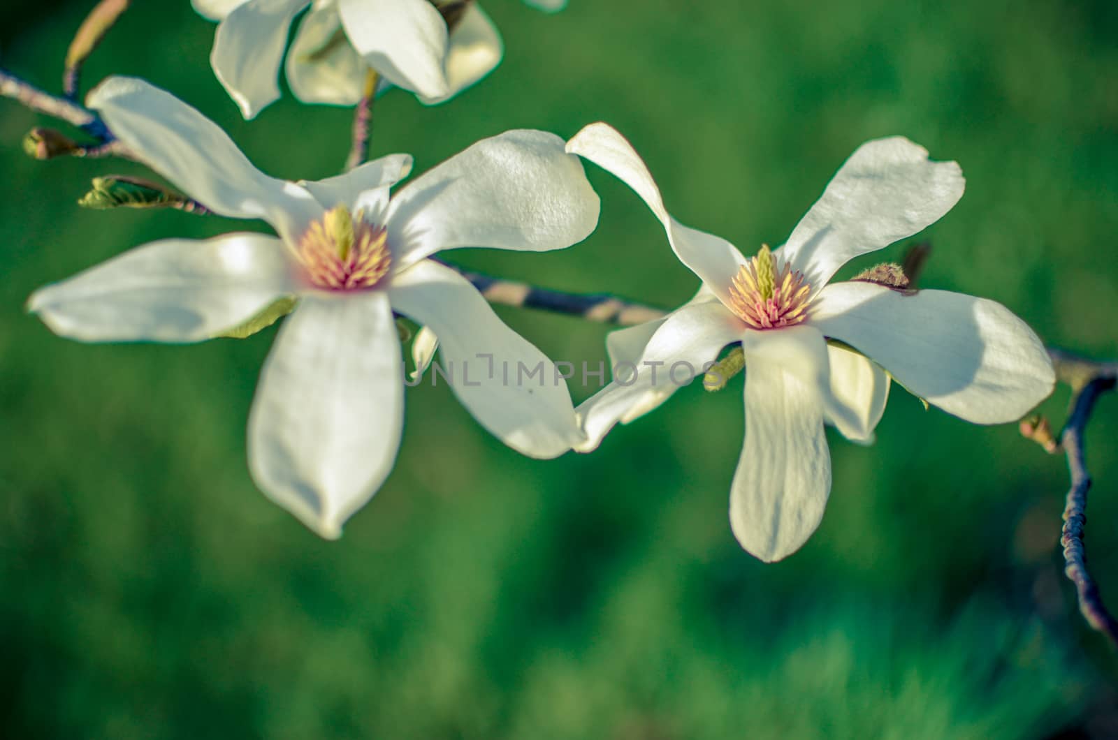 Closeup of white magnolia flower. natural floral spring by kimbo-bo