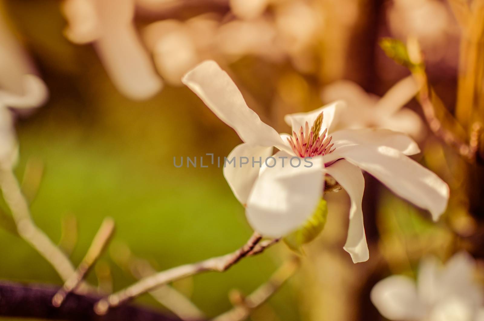 Closeup of white magnolia flower. natural floral spring by kimbo-bo