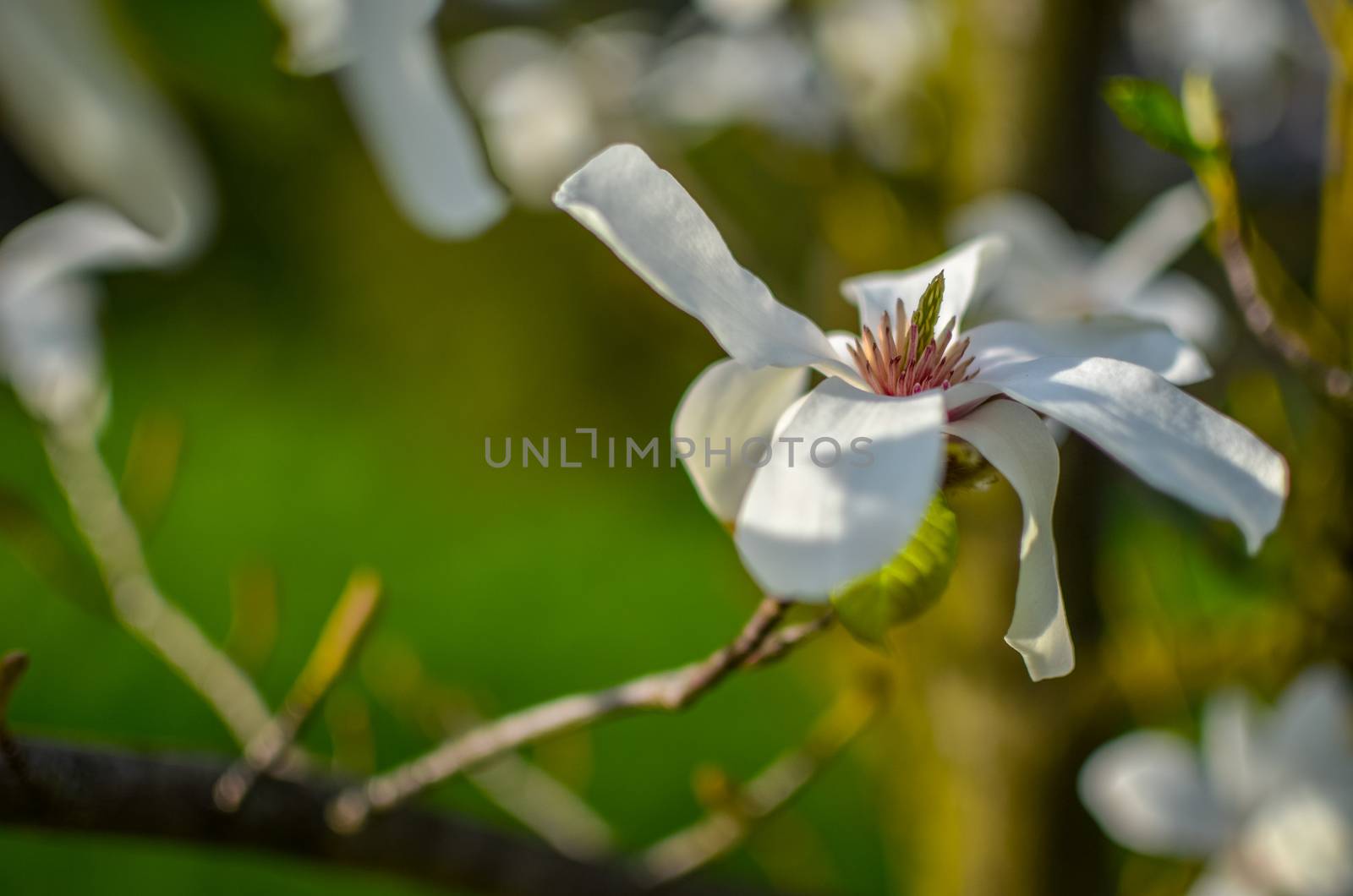 Closeup of white magnolia flower. natural floral spring by kimbo-bo