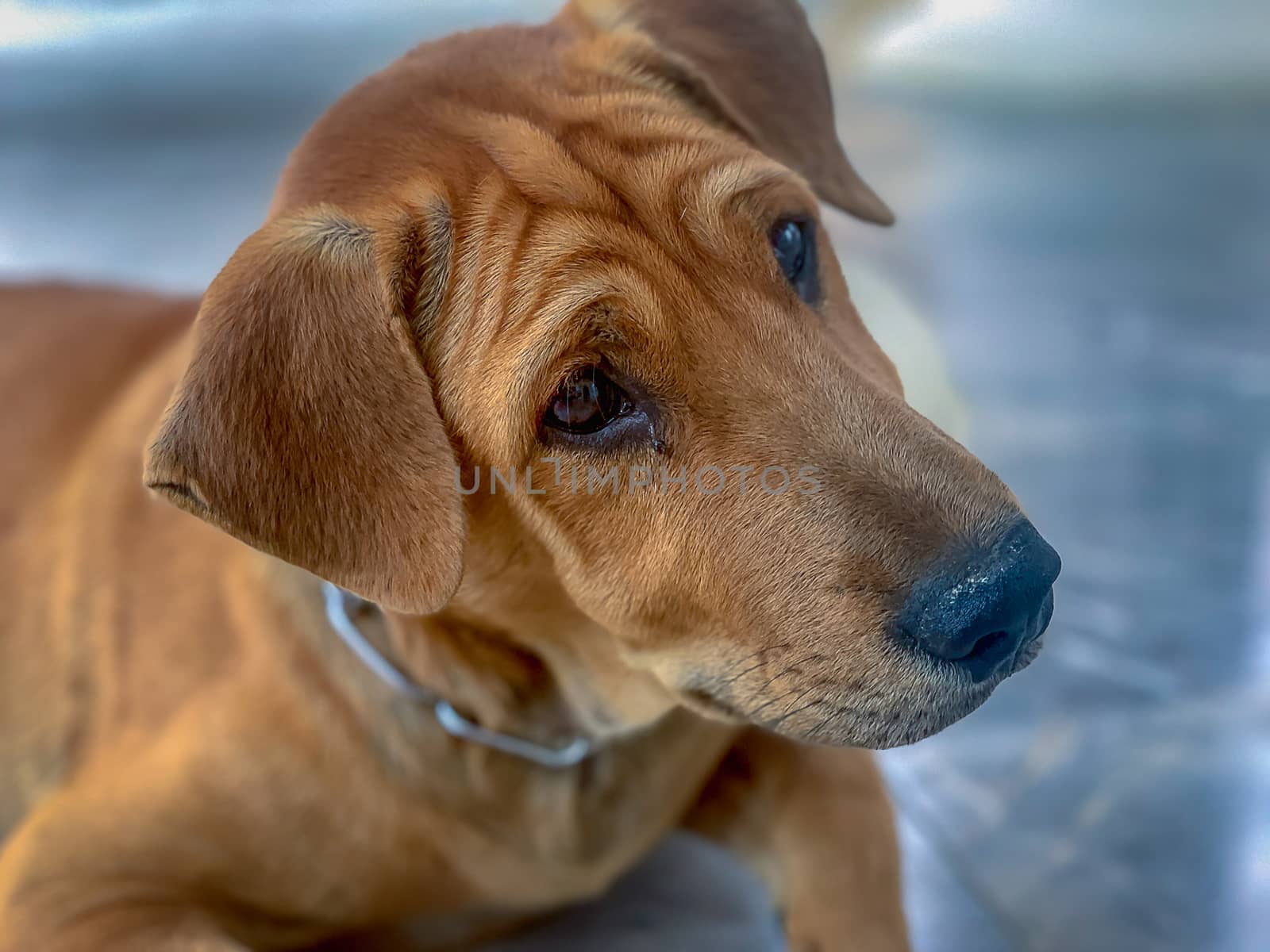Brown dog, black eyes sitting looking at something