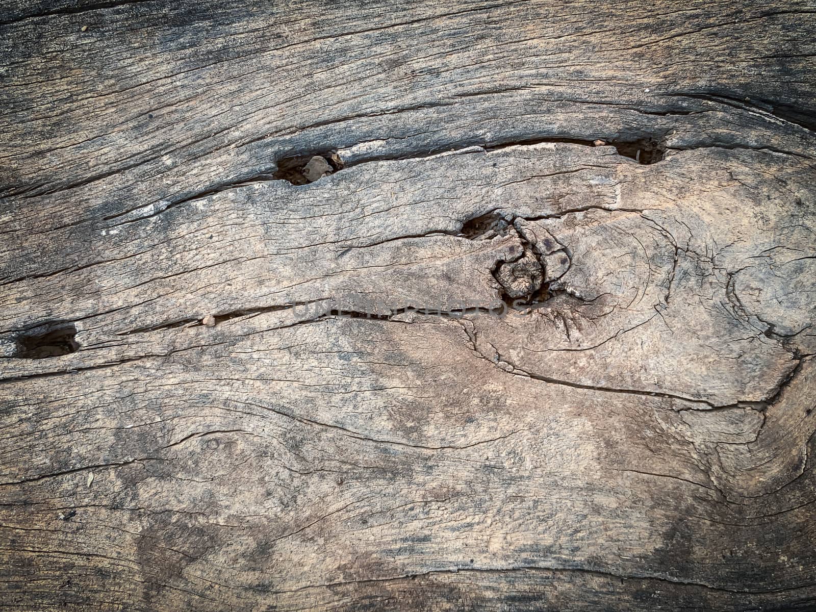 Old bark pattern, white color, background