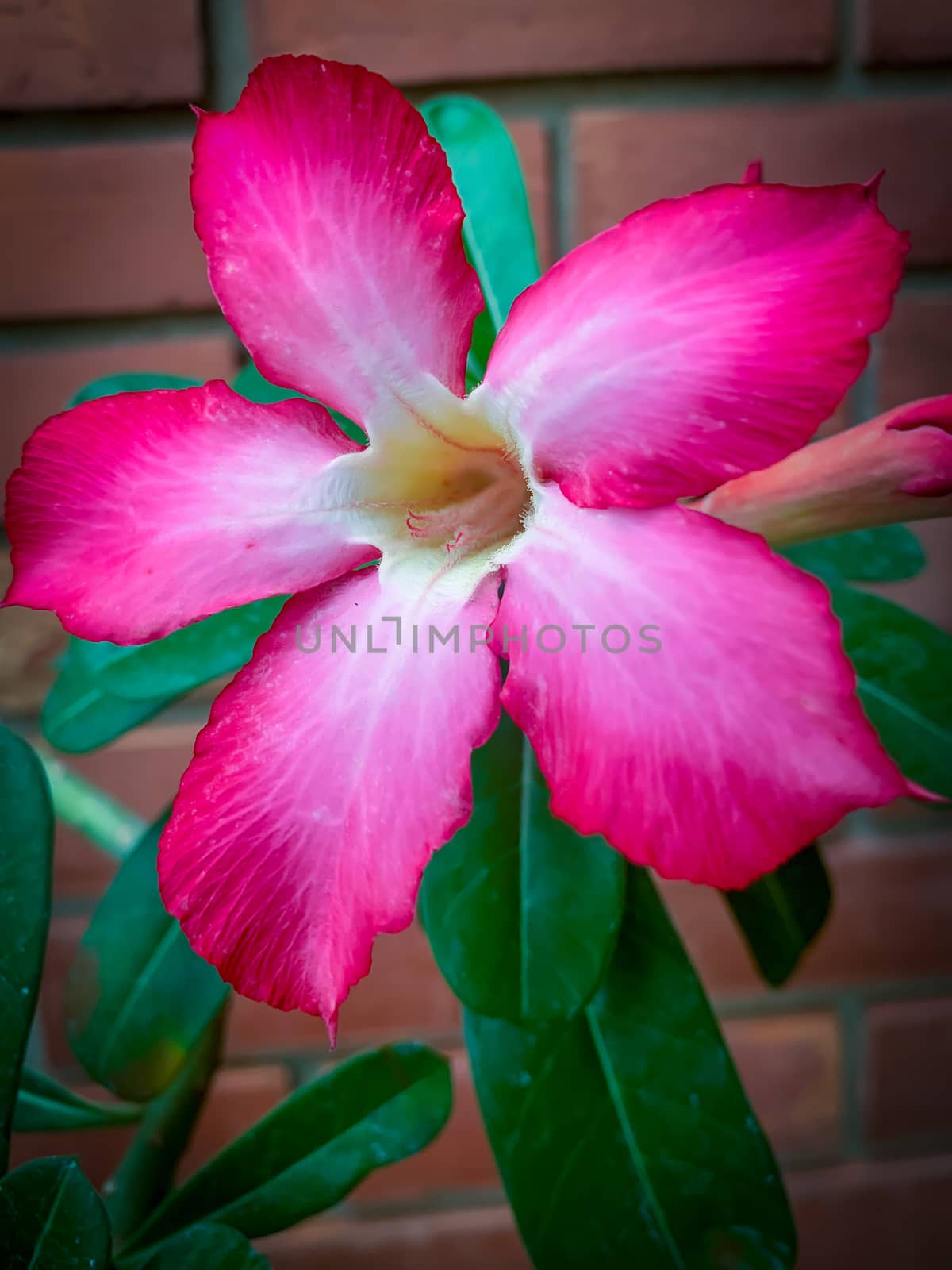 Closeup pink azalea flowers on dark background