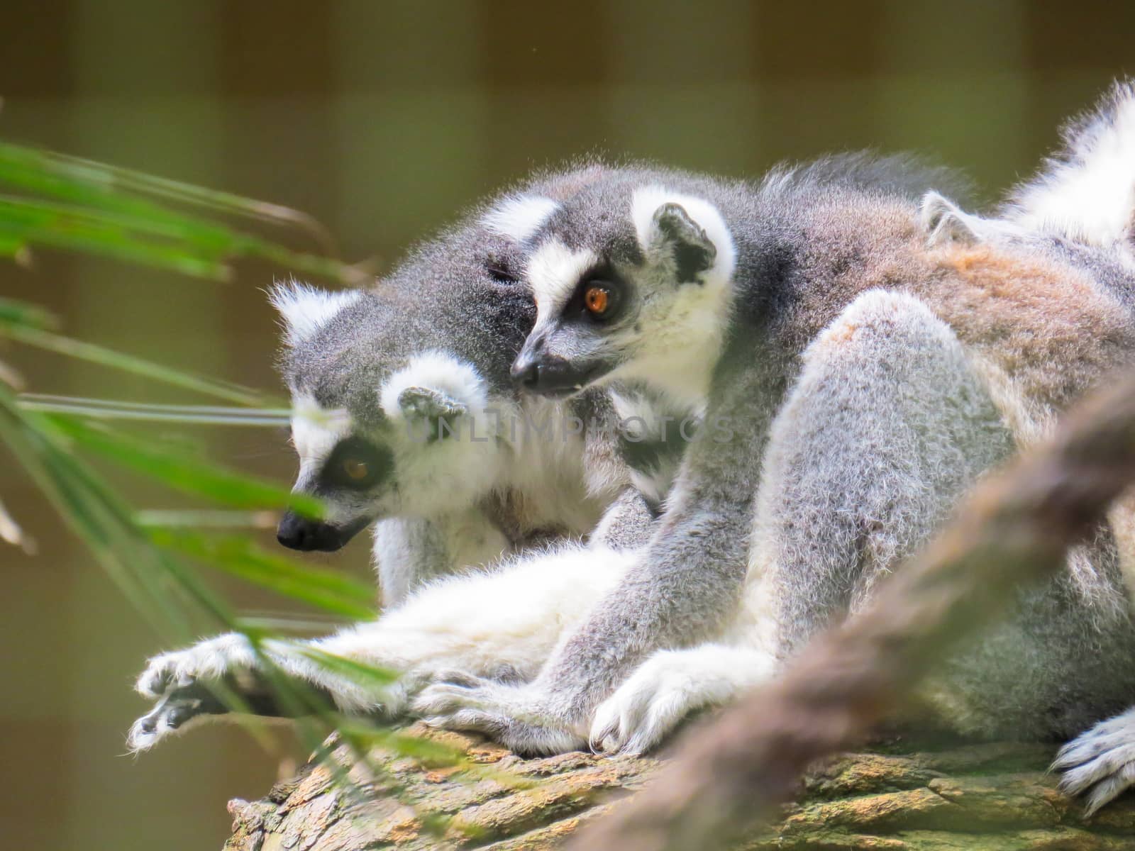 Lemurs sitting on tree in alert position by silviopl