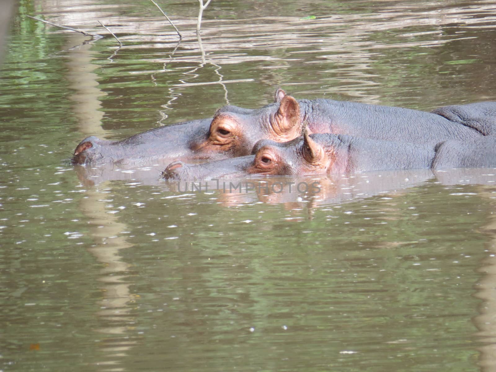 Wild life, hipopotamus submerged in the river, with head to show, refreshing in the summer