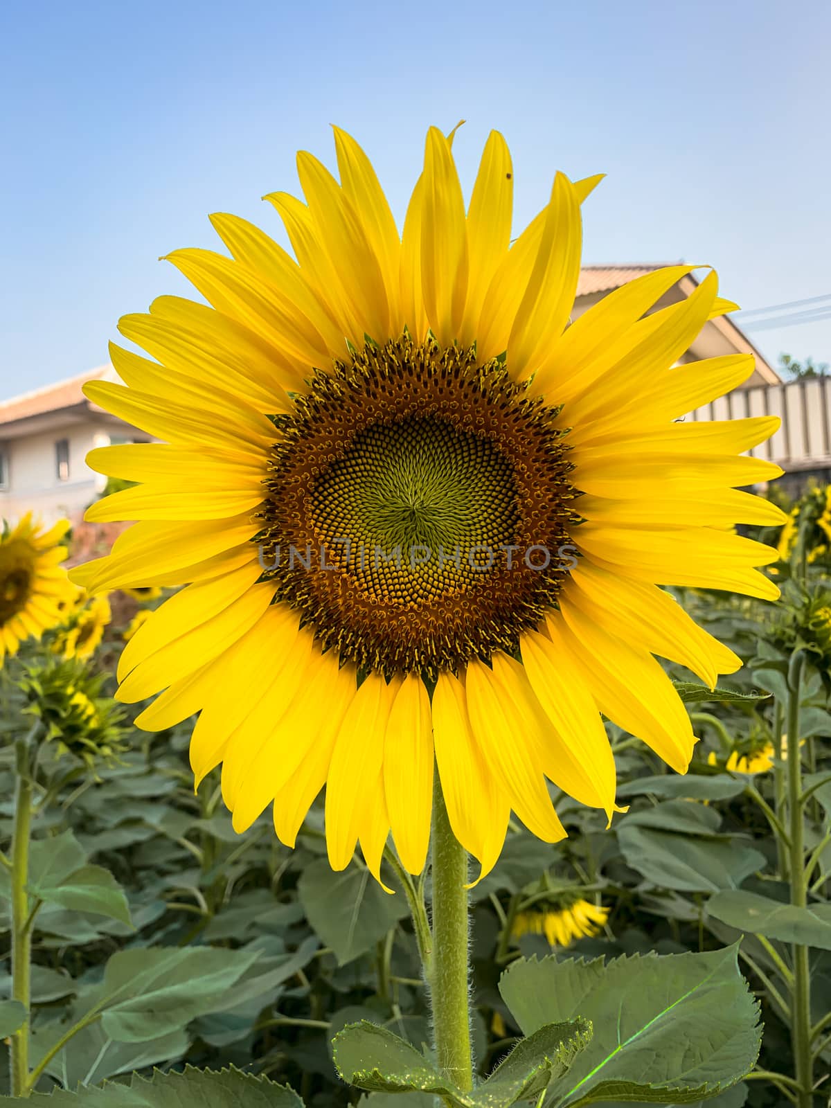 Sunflower in sunny outdoor garden