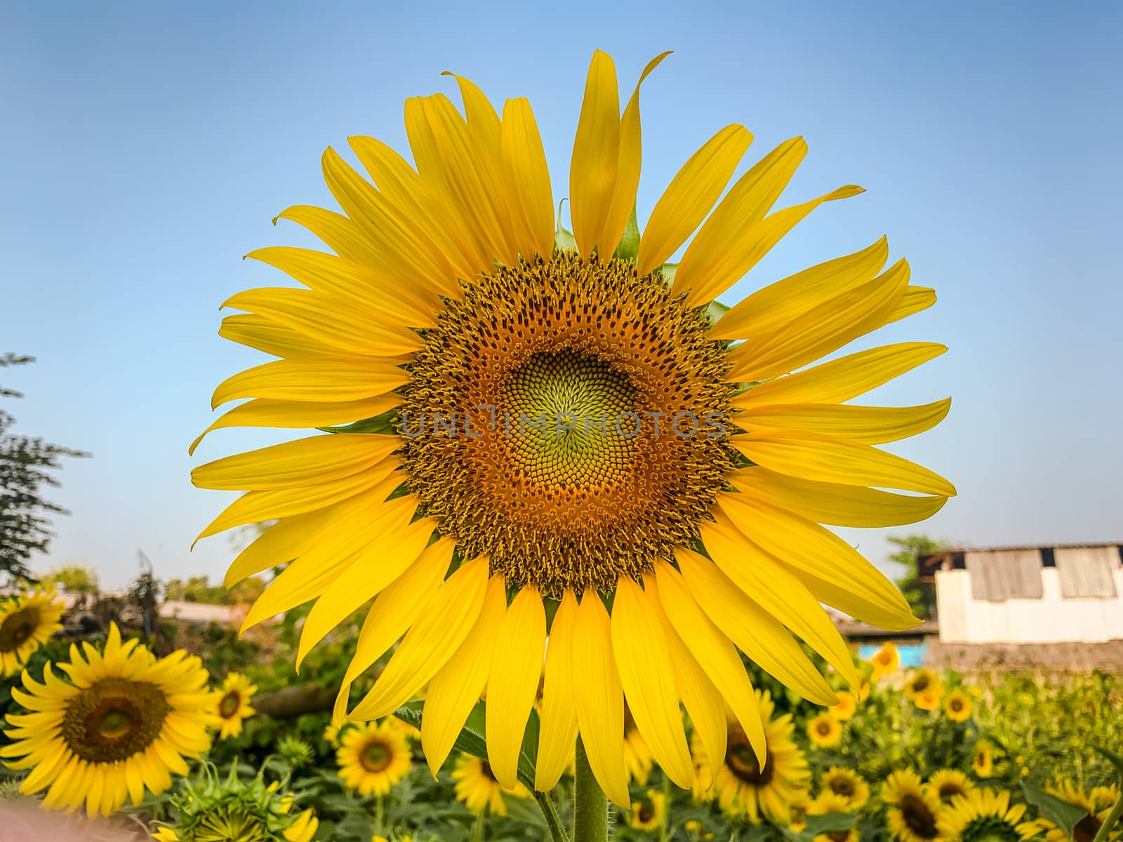 Sunflower in sunny outdoor garden