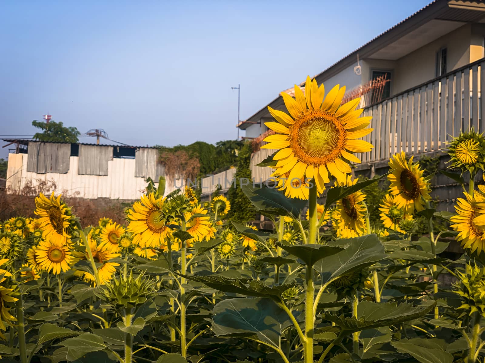 Sunflower in sunny outdoor garden