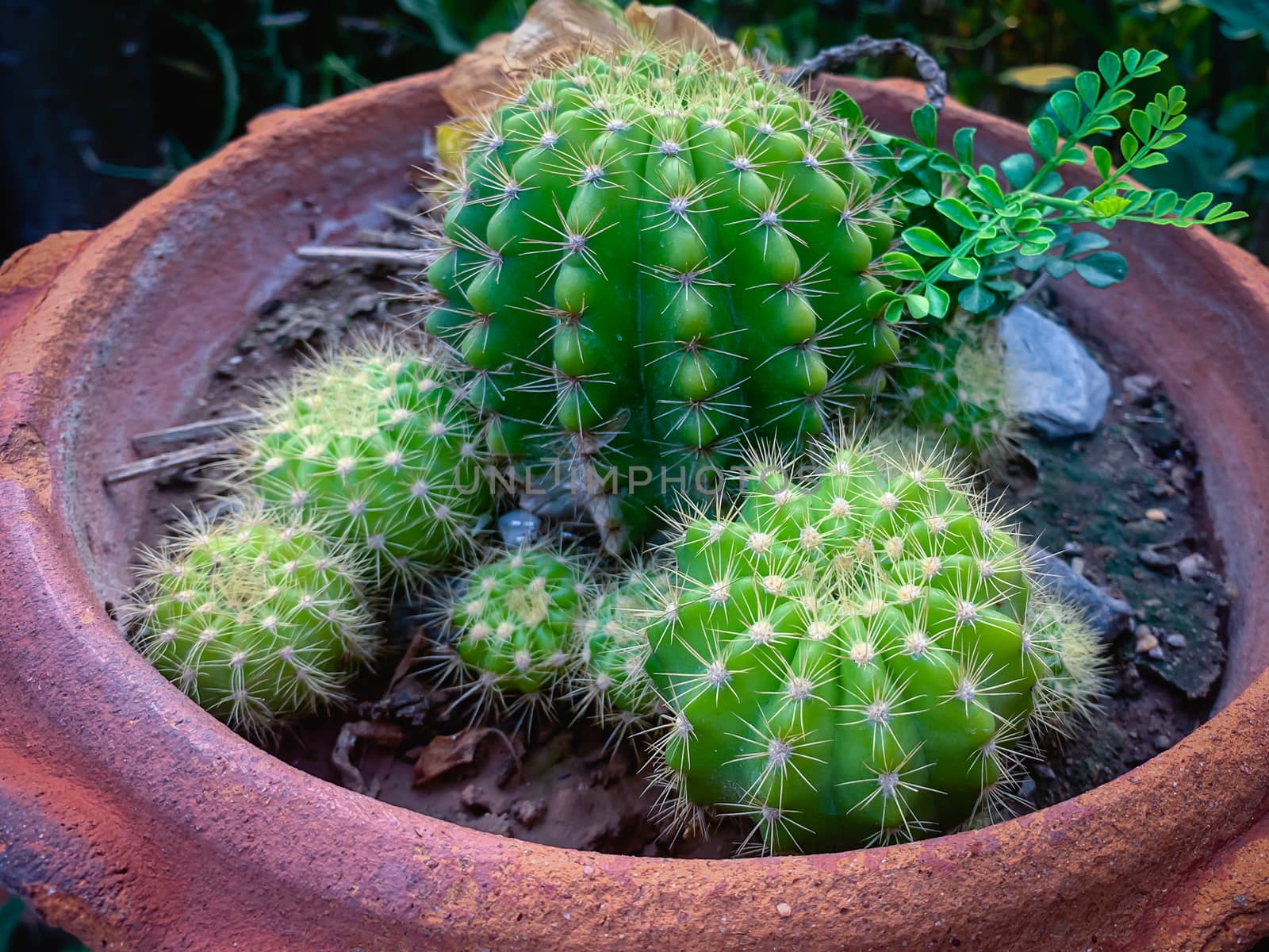 Many cactus trees in pots