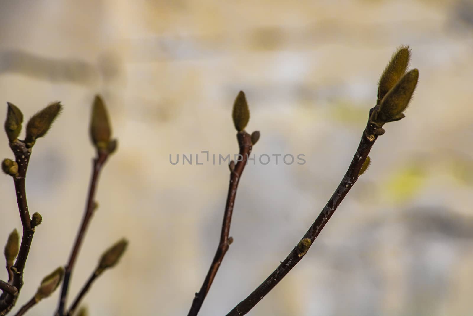 Willow catkins. Early spring first flower