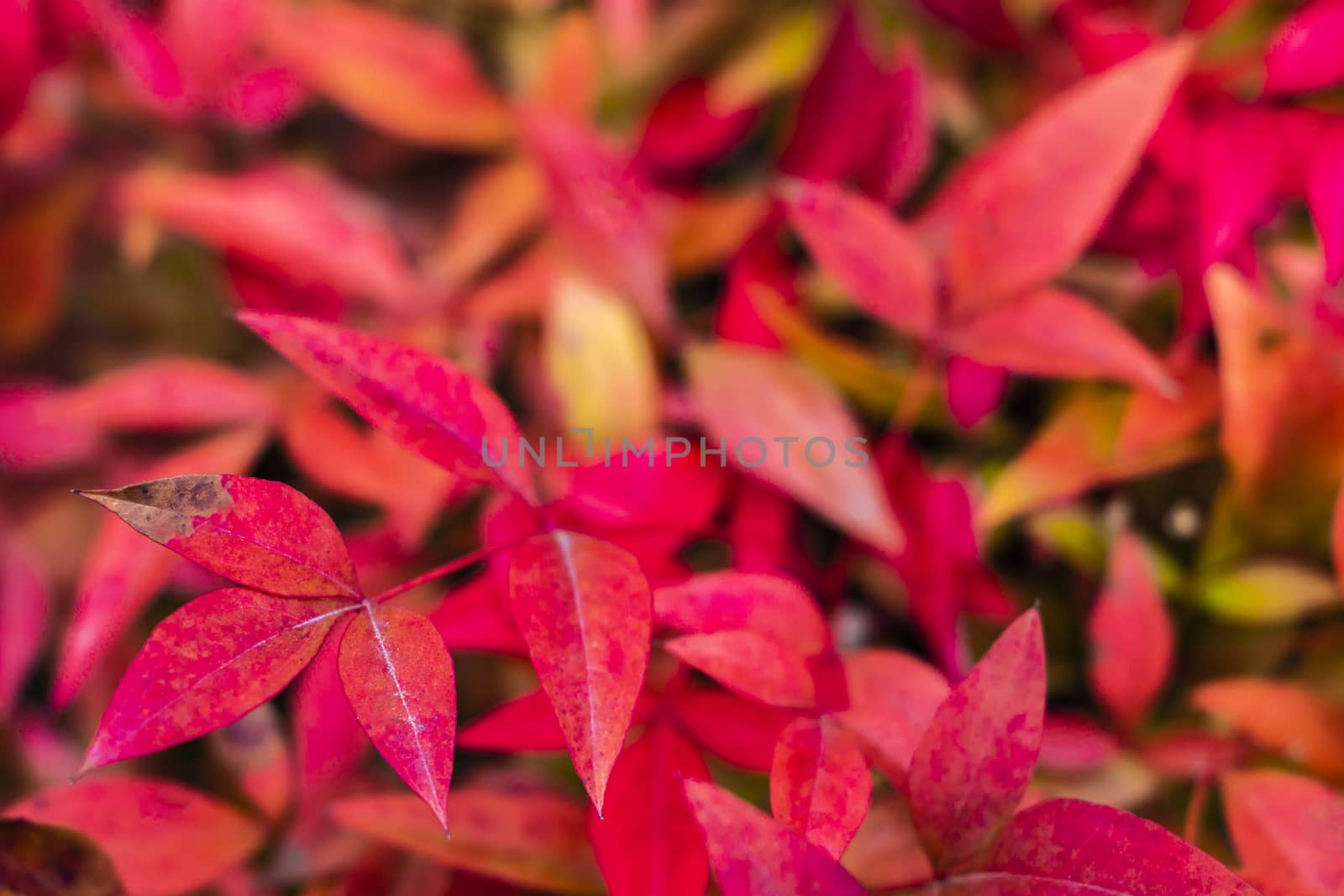 Beautiful red leaves background, blank for background. by kip02kas
