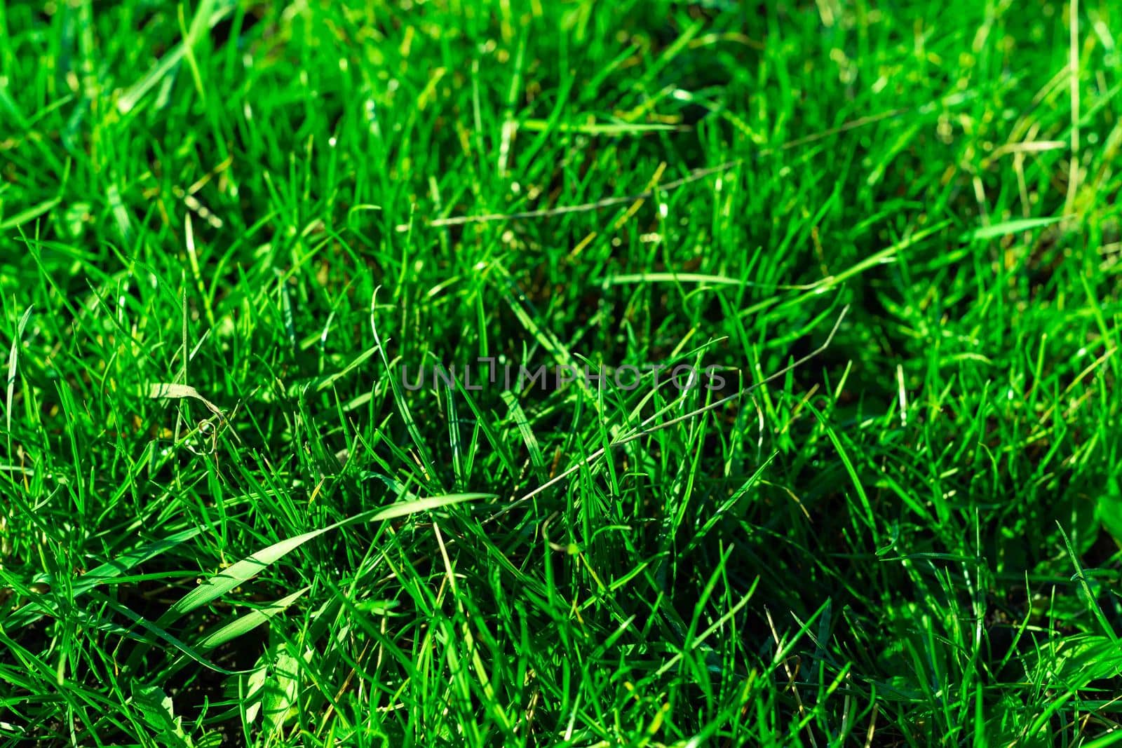 Very green and fresh grass. Symbol of freshness and natural. Brightness and hue colour. Close-up view.