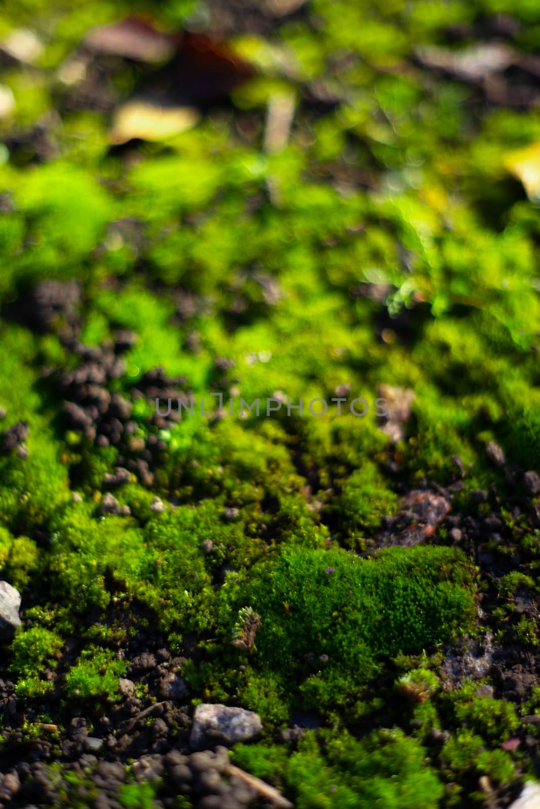 Hue green moss on black ground. Wet ground and soft moss. by alexsdriver