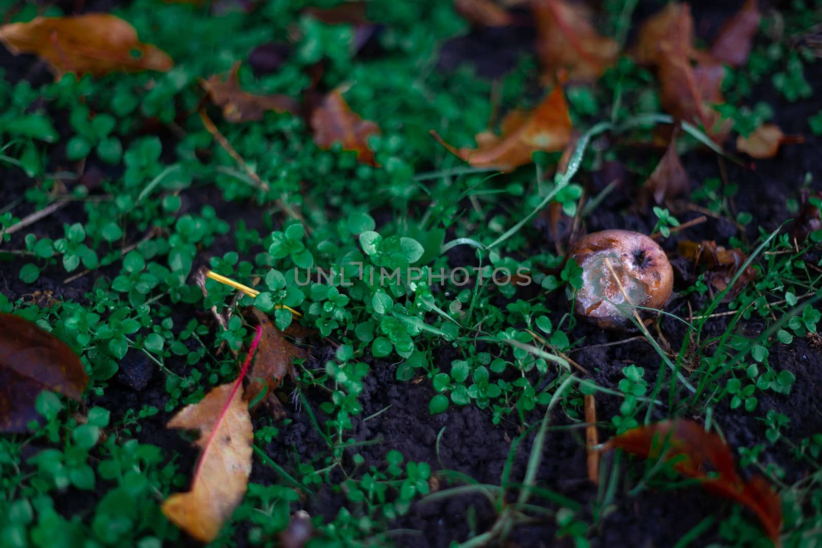 Rotten frozen apples on green dark grass in apple garden. October frost. by alexsdriver