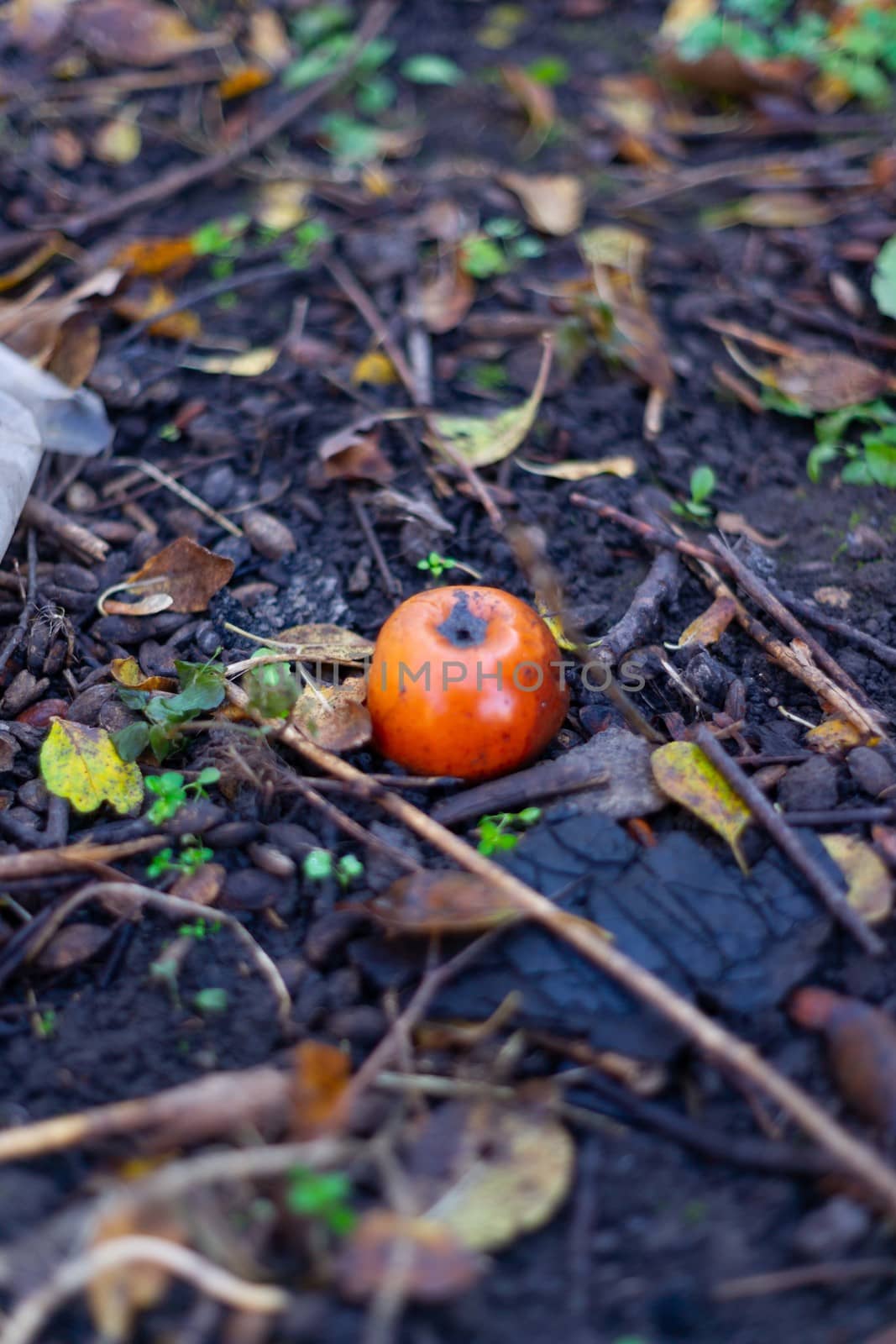 Rotten frozen apples on  dark ground with orange leaves in apple garden. October frost. by alexsdriver