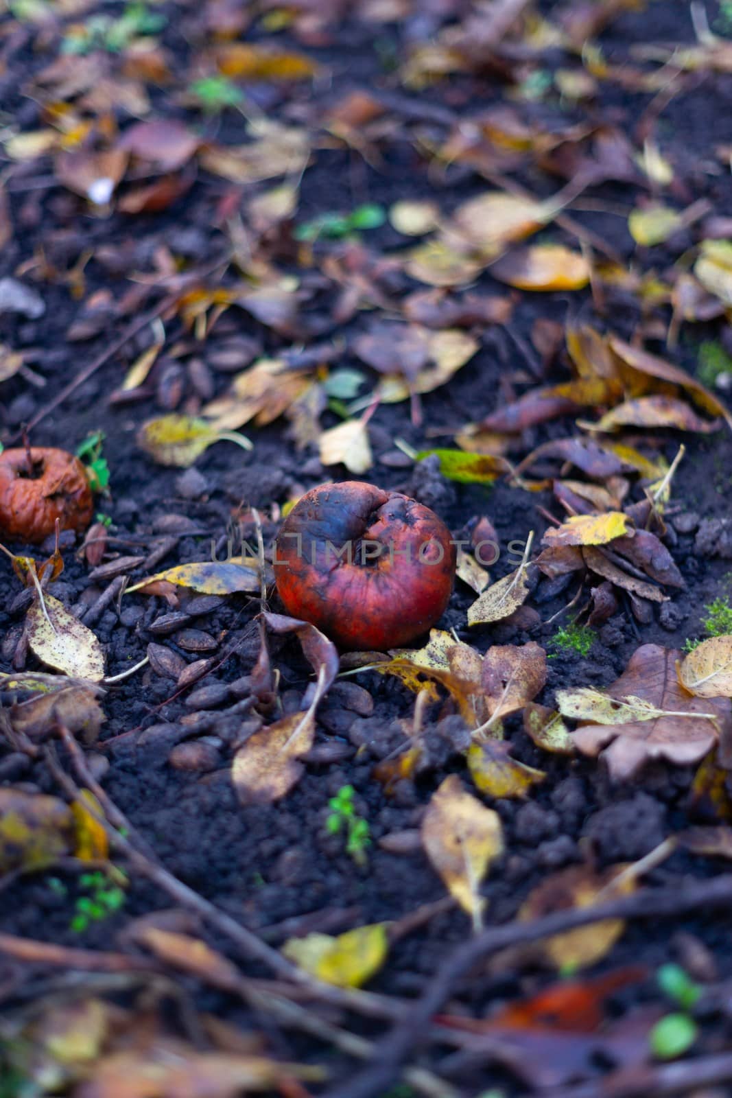Rotten frozen apples on  dark ground with orange leaves in apple garden. October frost.