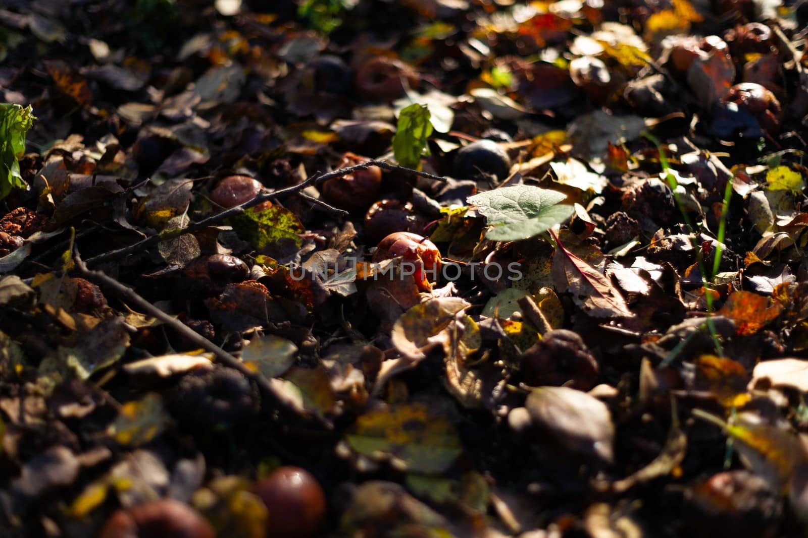 Rotten frozen apples on dark ground with orange leaves in apple garden. October frost. by alexsdriver